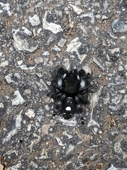 Phidippus audax