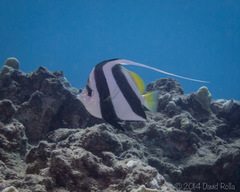 Heniochus diphreutes