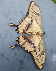 Heraclides thoas autocles