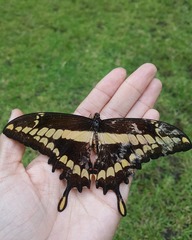 Heraclides thoas autocles