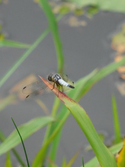 Aethriamanta gracilis