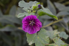 Malva sylvestris mauritiana