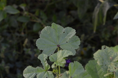 Malva sylvestris mauritiana