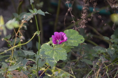 Malva sylvestris mauritiana