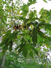 Gyrocarpus