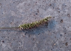 Setaria viridis