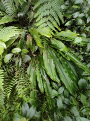 Alpinia japonica
