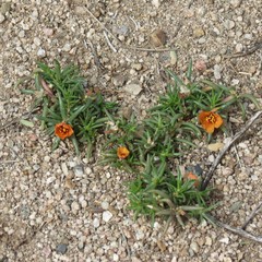 Portulaca suffrutescens