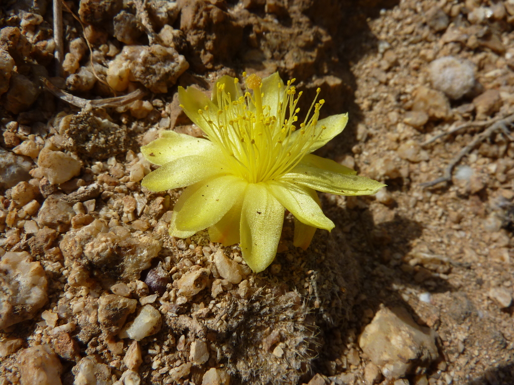 Copiapoa laui