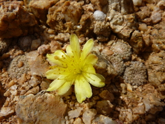 Copiapoa laui