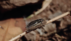 Tyndaris marginella