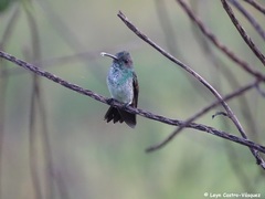 Chlorostilbon gibsoni