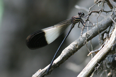 Polythoridae