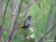 Chlorostilbon gibsoni