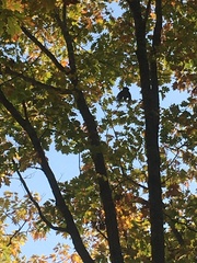 Melanerpes carolinus