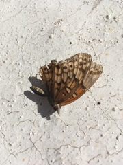 Euptoieta claudia