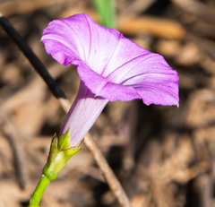 Ipomoea