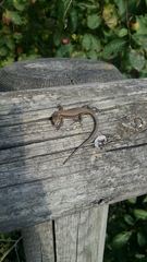 Podarcis vaucheri