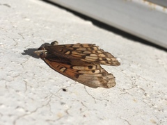Euptoieta claudia