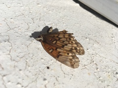 Euptoieta claudia