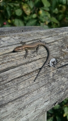 Podarcis vaucheri