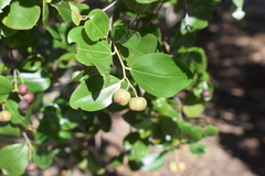 Sarcomphalus domingensis