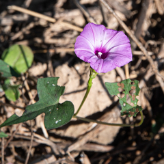 Ipomoea