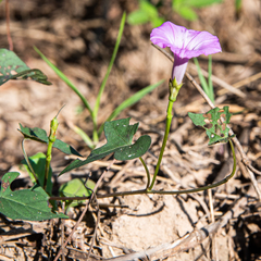 Ipomoea
