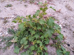 Xanthium orientale riparium