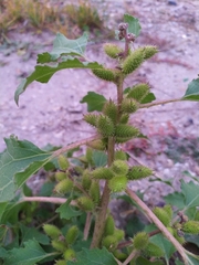 Xanthium orientale riparium
