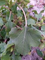 Xanthium orientale riparium