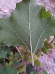 Xanthium orientale riparium