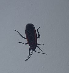 Melacoryphus lateralis