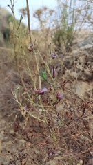 Delphinium peregrinum