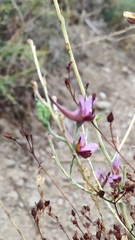 Delphinium peregrinum