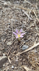 Colchicum cupanii