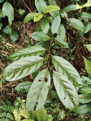 Itea chinensis