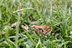 Hylephila fasciolata