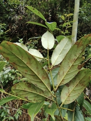 Itea chinensis