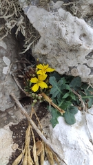 Lactuca acanthifolia