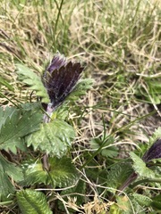 Dracocephalum grandiflorum