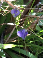 Burmannia biflora