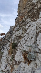 Centaurea atropurpurea