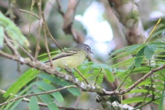 Phyllomyias zeledoni