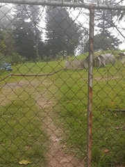 Thelotornis capensis