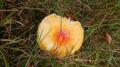 Amanita muscaria formosa