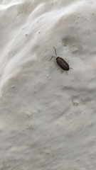 Porcellio flavomarginatus