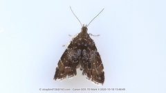 Prochoreutis sehestediana