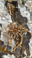 Centaurea raphanina mixta