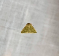 Microloxia ruficornis